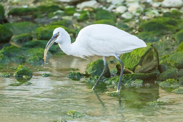 Little Egret eating an eel at the mouth of a river.