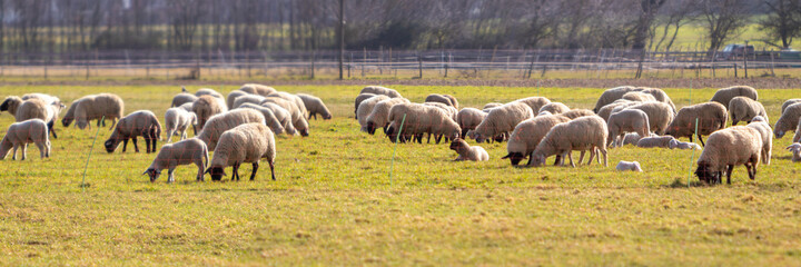 panorama of a flock of sheep in a fenced pasture © Stockhausen