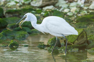 Little Egret eating an eel at the mouth of a river.