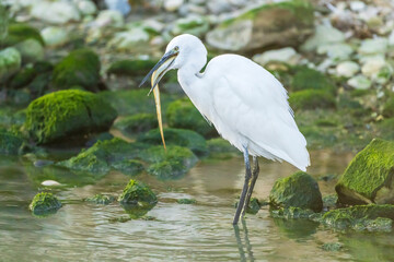 Little Egret eating an eel at the mouth of a river.