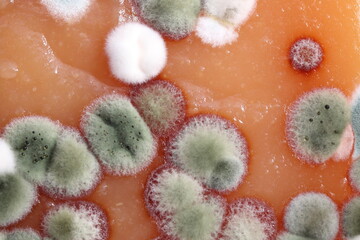 Homemade quince spoiled with mold