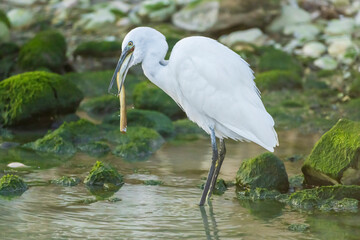 Little Egret eating an eel at the mouth of a river.