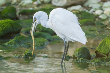 Little Egret eating an eel at the mouth of a river.