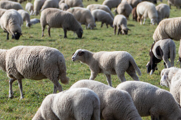 flock of sheep in a fenced pasture