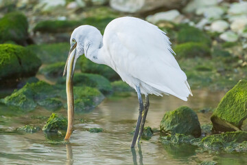 Little Egret eating an eel at the mouth of a river.