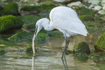 Little Egret eating an eel at the mouth of a river.
