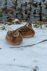 wild ducks sit on the shore and swim on the winter lake.