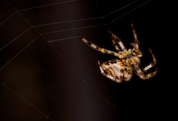 Garden Spider