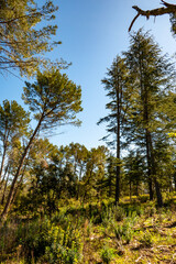 Mediterranean forest