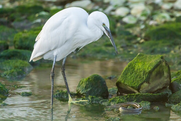 Little Egret eating an eel at the mouth of a river.