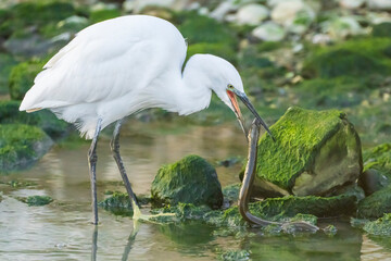 Little Egret eating an eel at the mouth of a river.