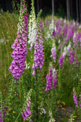 Glockenblumen