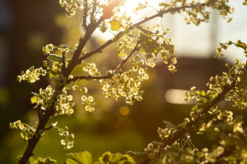 black currant bush