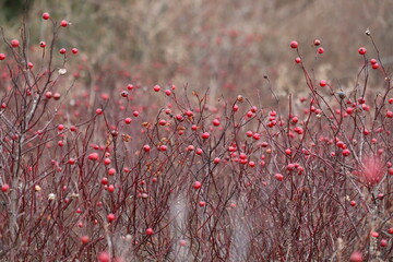 Winter Berries