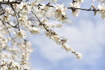 blossom in spring