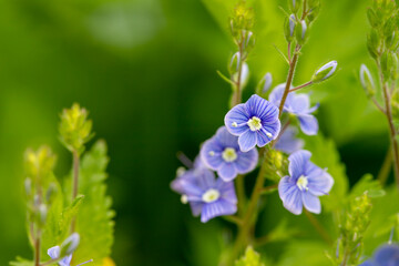 blue flowers