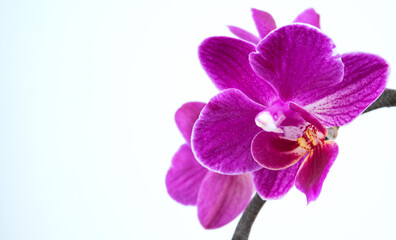 Fototapeta na wymiar a branch of a beautiful purple orchid phalaenopsis on a white background
