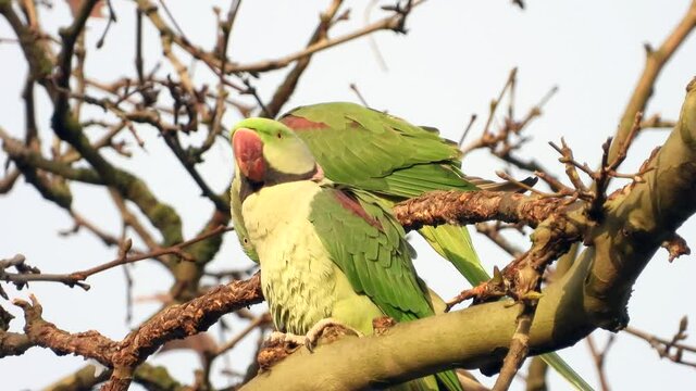 Gro&szlig;er Alexandersittich (Psittacula eupatria) in Wiesbaden im Schlosspark Biebrich