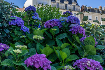 Bright Hydrangea violet and purple trendy color. Spring fashion. Green leaf. Hight quality photo