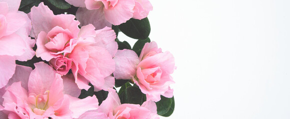 beautiful pink pastel spring flowers on white background. Isolated and copy space.