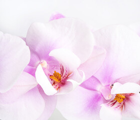 Naklejka na ściany i meble a branch of a beautiful and pastel purple orchid on a white background.