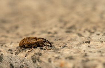 weevil