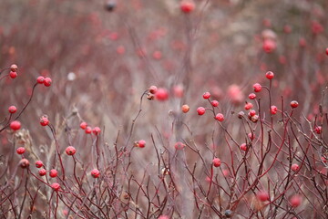 Winter Berries