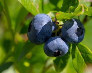 great bilberry