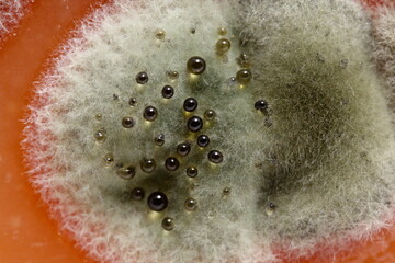 Homemade quince spoiled with mold