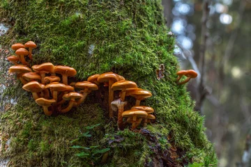 Fotobehang little light brown mushrooms growing out of the tree bark covered with green soft thick moss. network, colony of small shining fungus on live trunk in a forest. ecological balance of living organisms © Inna