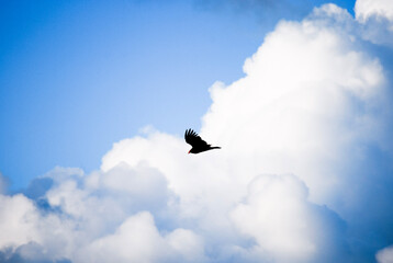 bird in the sky