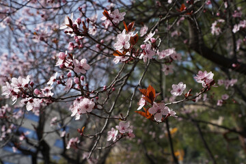 Blooming sakura tree, spring bloom on the Mediterranean coast of France, Monaco.