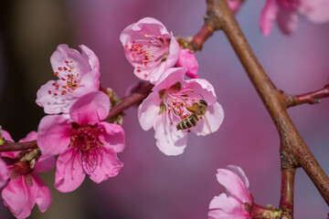 A branch with a peach blossom. A bee sits on a peach blossom and collects honey. In the spring,...