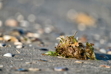 Egg capsules of veined rapa whelk on the seashore (Rapana venosa)