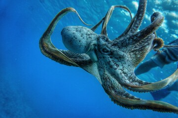 Wild Octopus in Hawaii 
