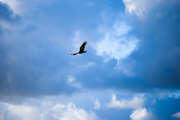 seagull in the sky