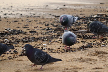 Pigeons