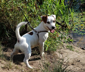 jack russell terrier