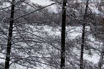 A tree branches with snow on it. Beautiful black branches in front of sky. Naked trees with snow