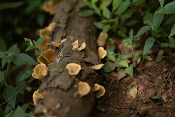polypore mushroom or bracket fungi on decaying wood log on a forest floor