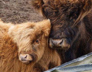 a gorgeous red scottish highland calf standing with mother