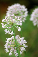 flower of a dandelion