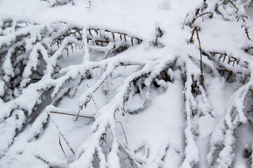 Beautiful winter background with grass and weeds frozen under the snow and frost. Dry plants branch...