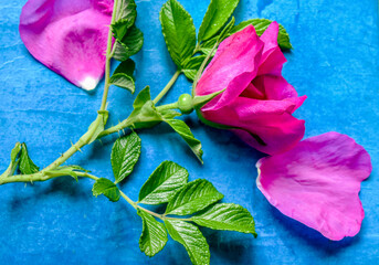 Rosehip flower on a blue twisted background.Contrast design. Floristics. Floristic composition.Soft...