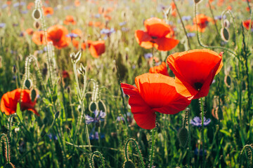 Closeup of beautiful red poppies (Papaver rhoeas) flowers in sunlight on natural green grass background. Floral background. Summer spring concept. 