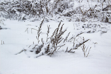 Beautiful winter background with grass and weeds frozen under the snow and frost. Dry plants branch under the snow