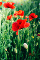 Naklejka premium Closeup of beautiful red poppies (Papaver rhoeas) flowers on natural green grass background. Floral background. Summer spring concept. Vertical image.