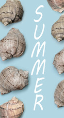 Seashells on a clean background. Simple summer background. Association with the sea and relaxation. Summer