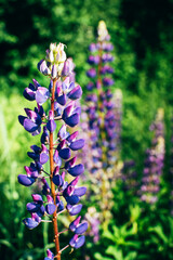 Beautiful field of wild lupinus or lupin on natural green background. Wild blue flowers in sunlight. Floral background. Summer spring concept. 