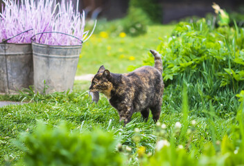 The cat caught a mouse. Animal holds the mouse in teeth outdoors on green grass background.